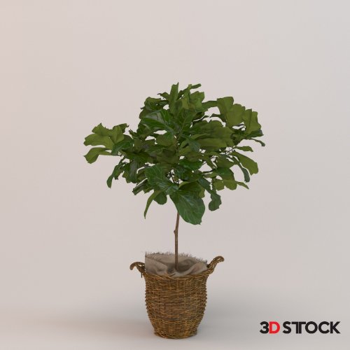 Plant_3