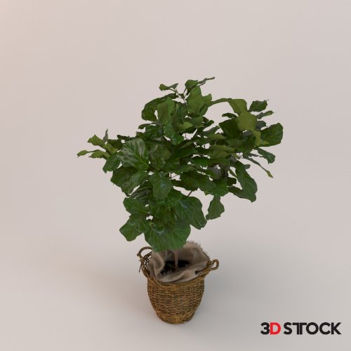 Plant_3