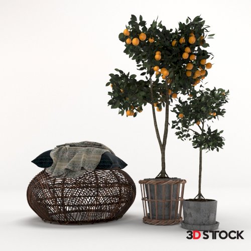 Lemon Tree