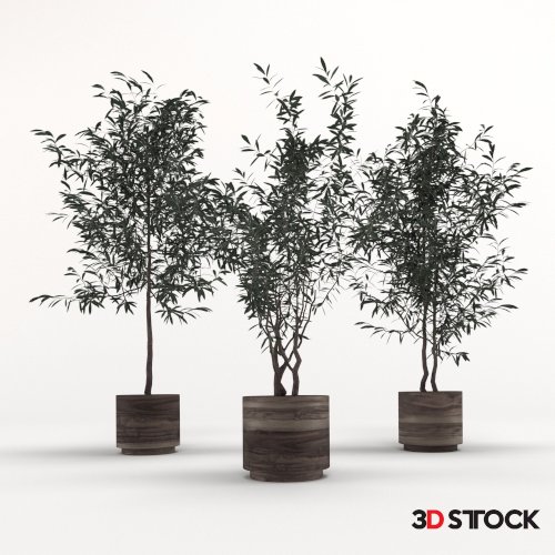 Trees 
