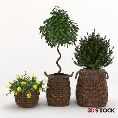 Plant  2