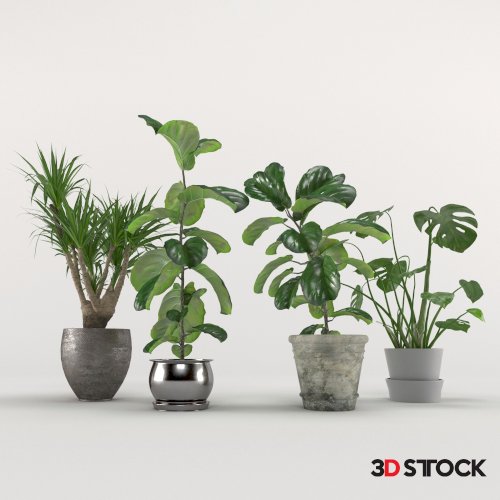 Plant 7 
